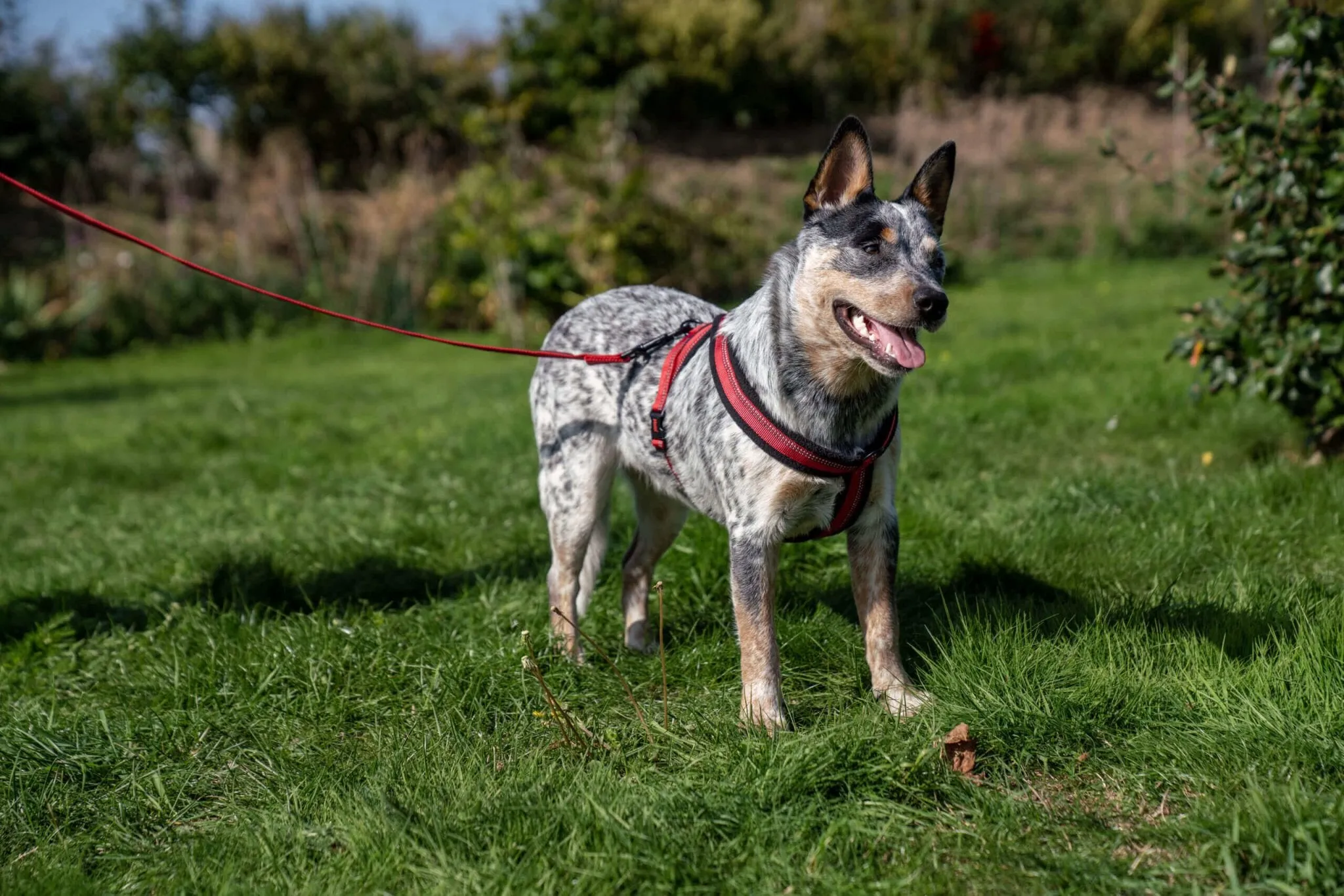 Halti Comfy Dog Harness in Red